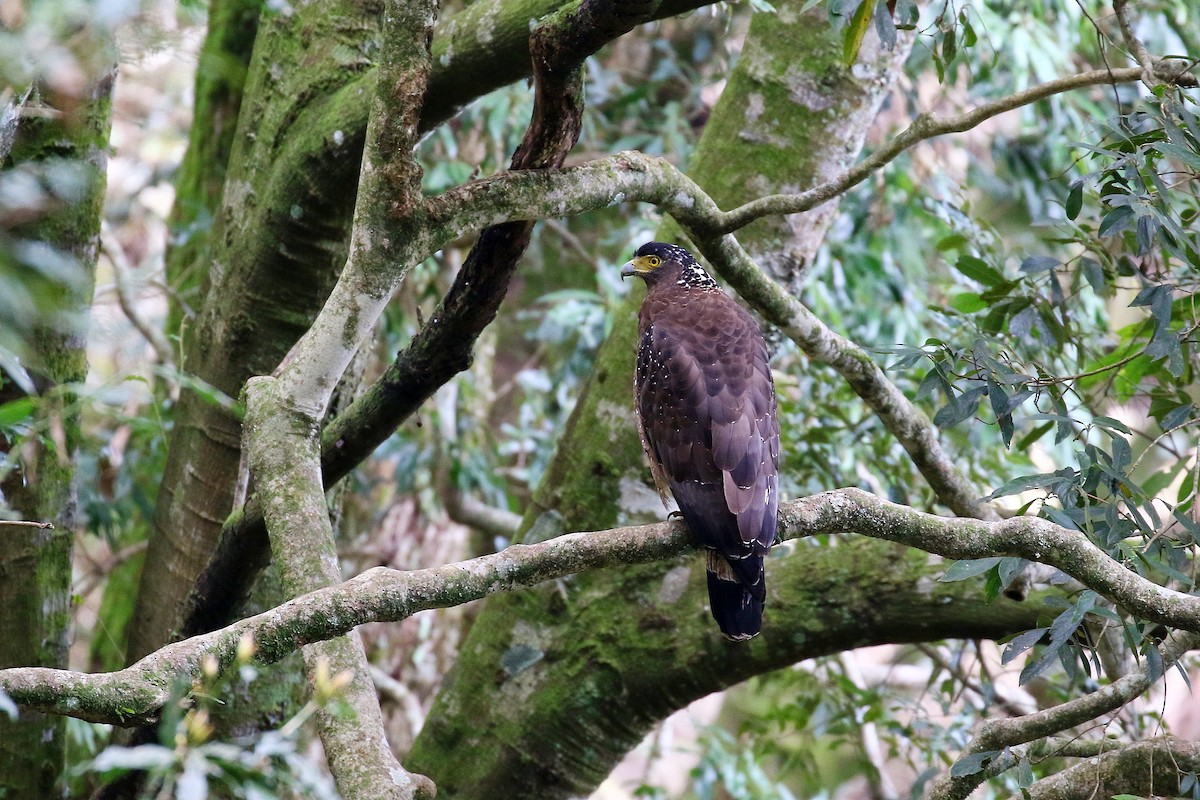 Crested Serpent-Eagle - ML617922938
