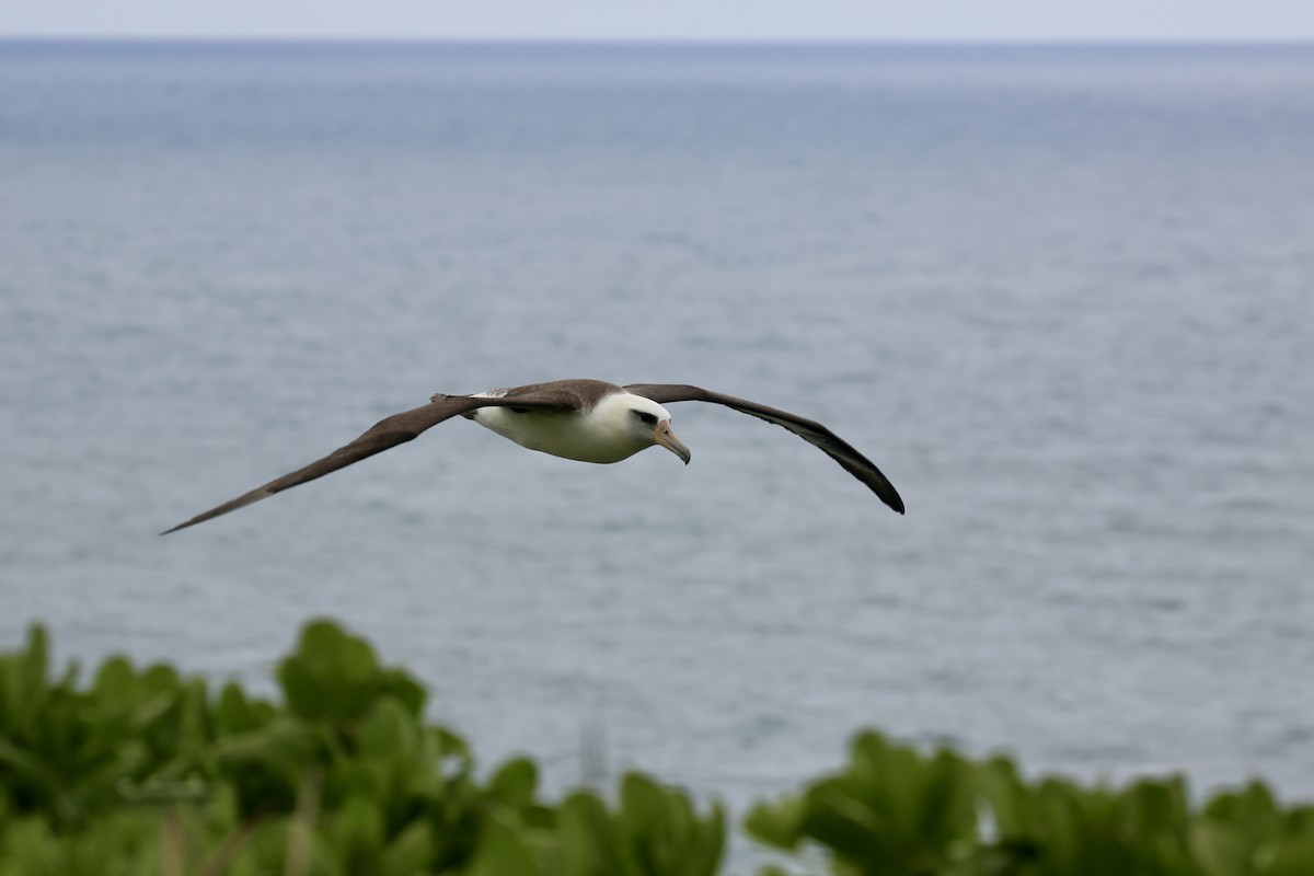 Laysan Albatross - ML617923035