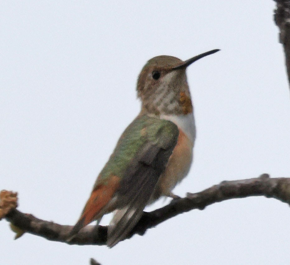 Rufous/Allen's Hummingbird - ML617923072