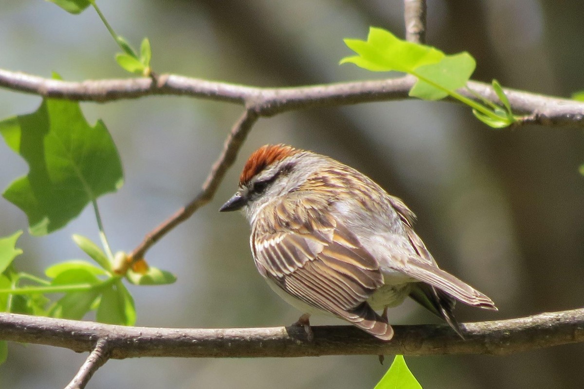 Chipping Sparrow - ML617923085