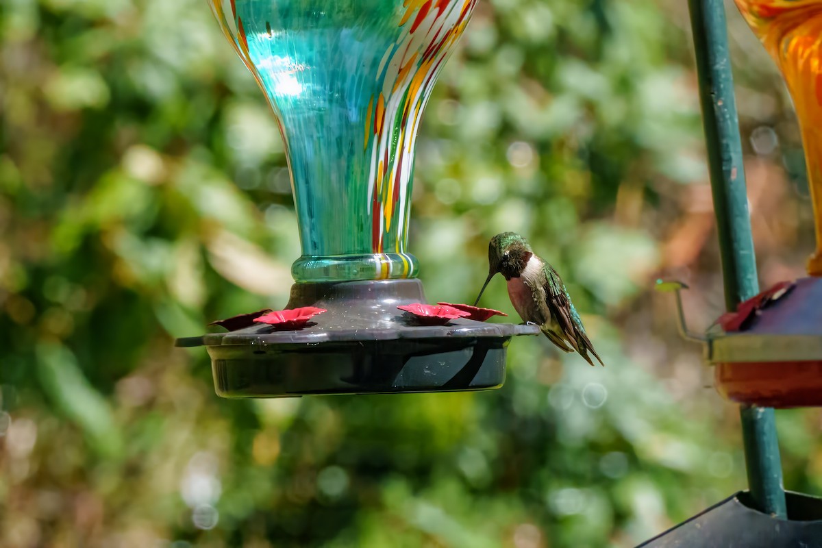 Ruby-throated Hummingbird - ML617923093
