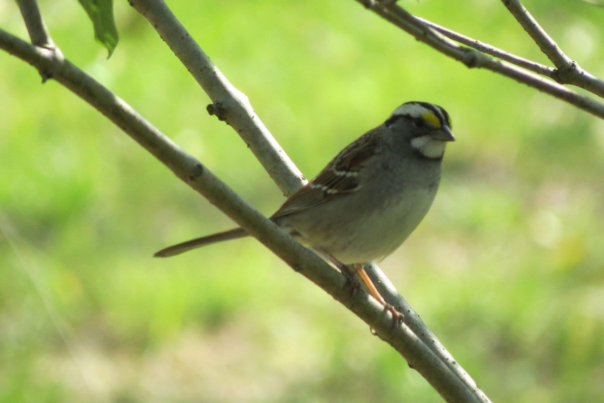 White-throated Sparrow - ML617923150