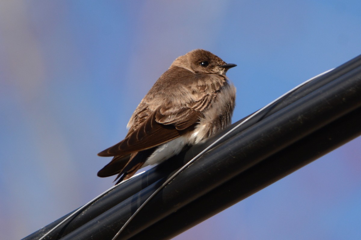Northern Rough-winged Swallow - ML617923165