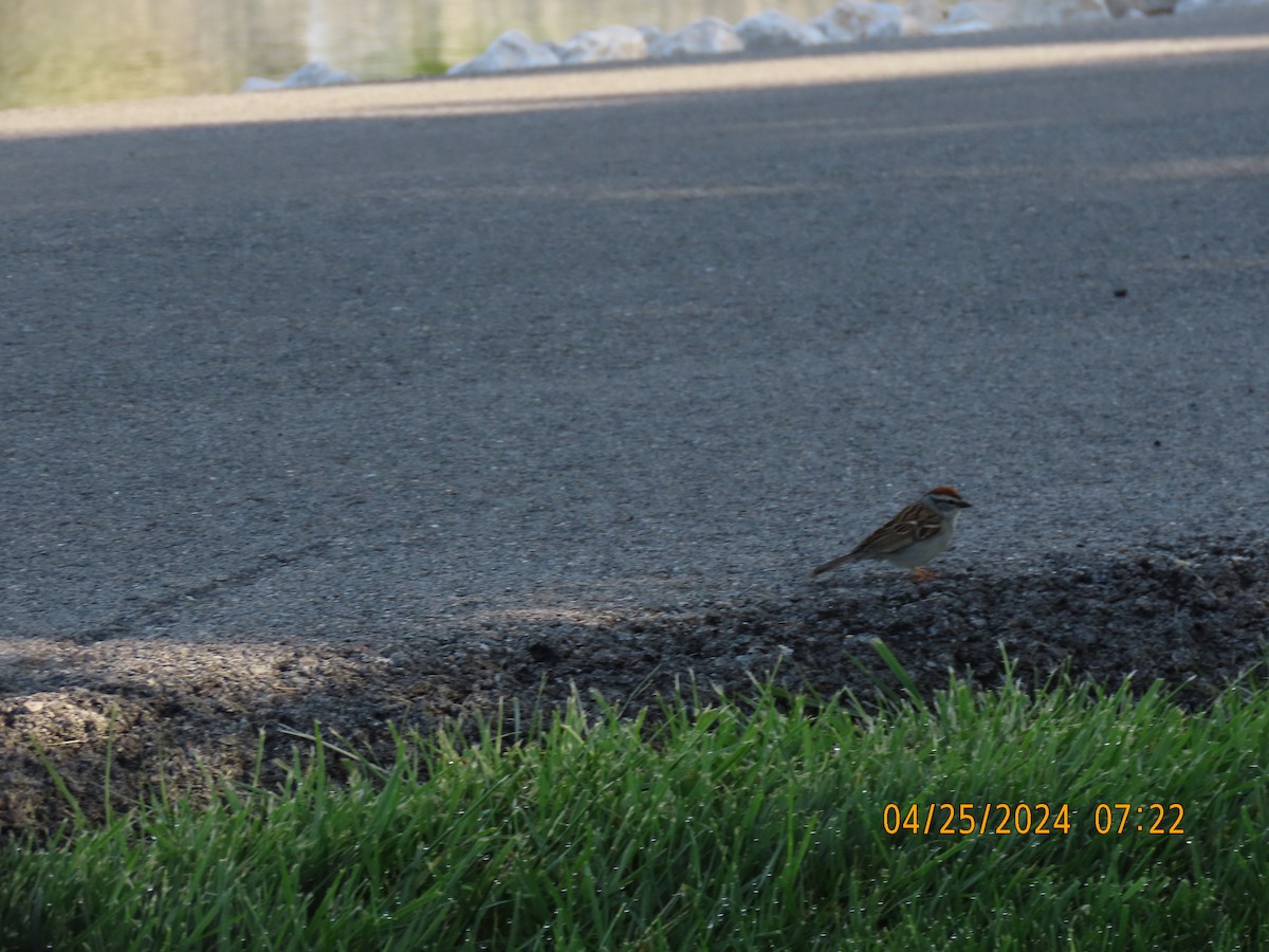 Chipping Sparrow - ML617923168