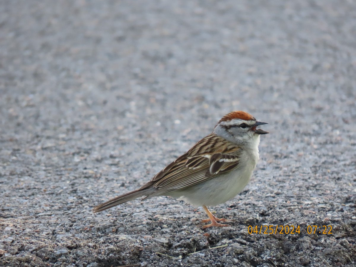 Chipping Sparrow - ML617923169