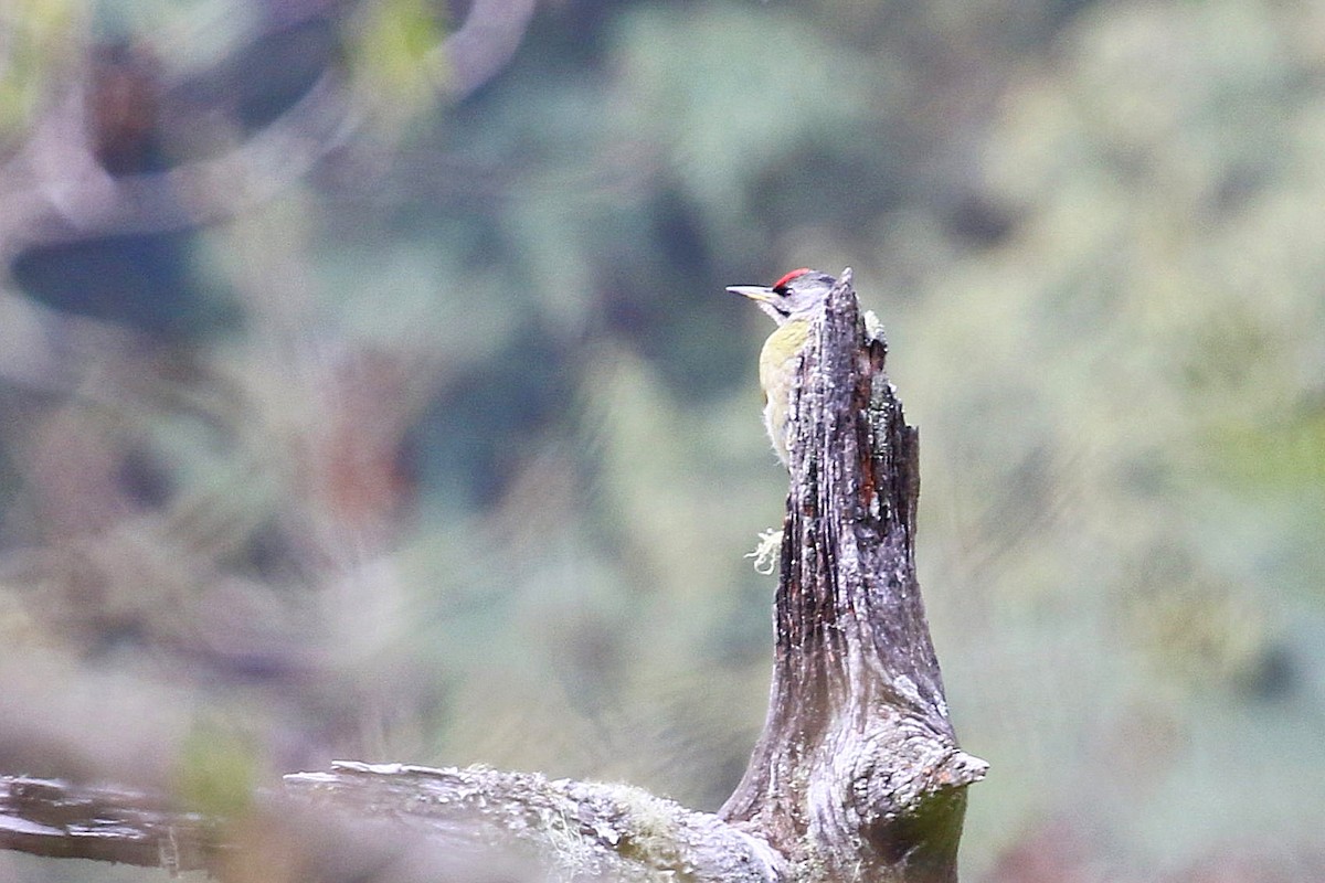 Gray-headed Woodpecker - Chih-Wei(David) Lin