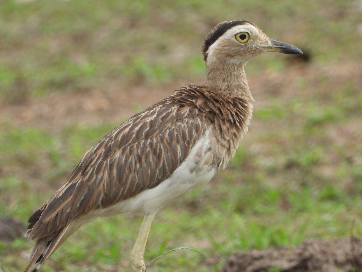 Double-striped Thick-knee - ML617923262