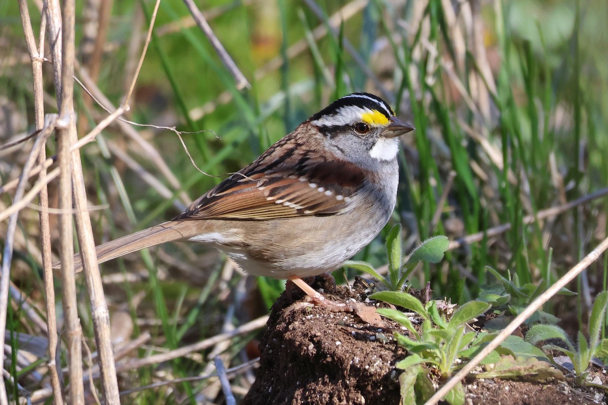 White-throated Sparrow - ML617923283