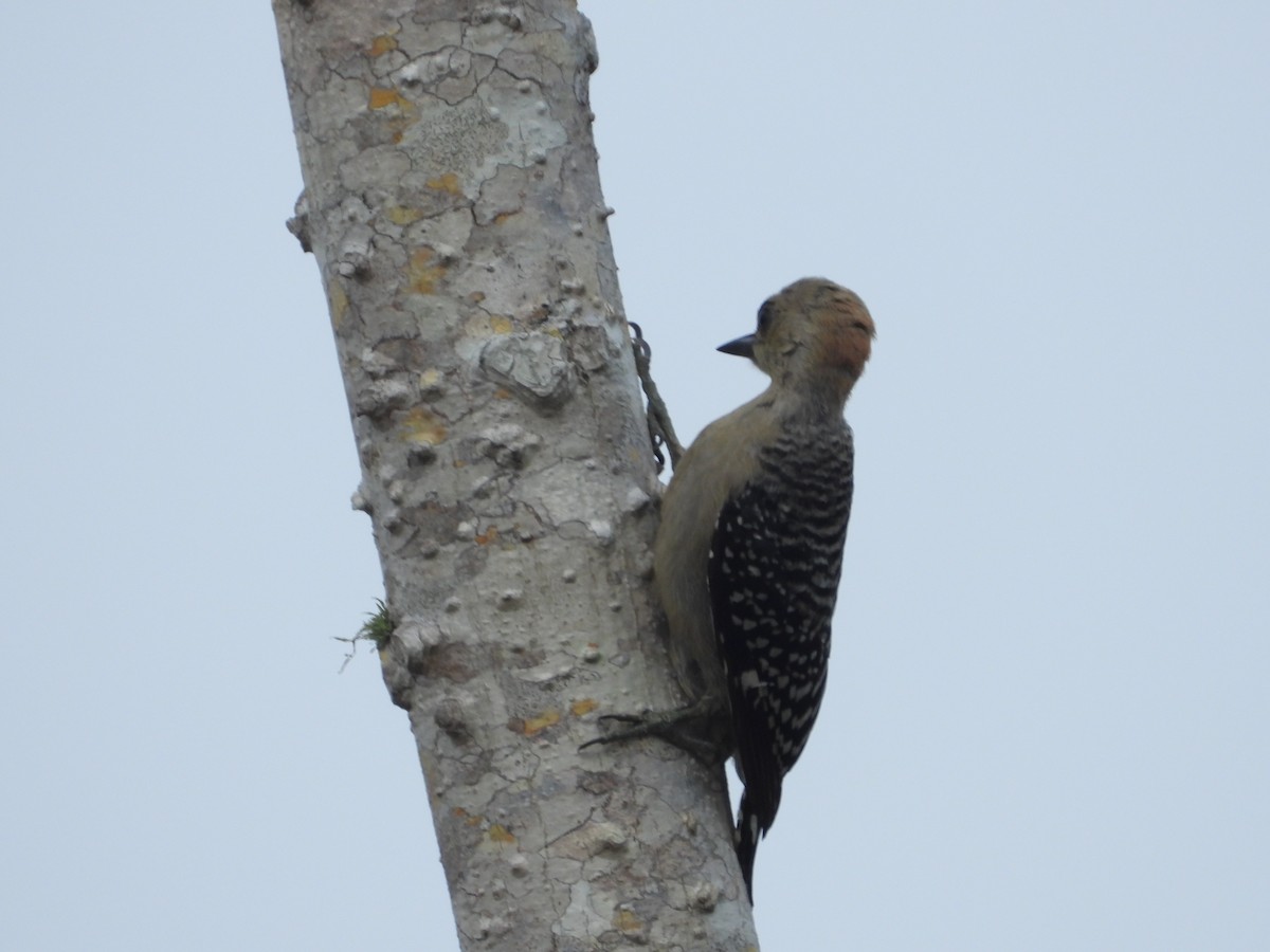 Red-crowned Woodpecker - ML617923298