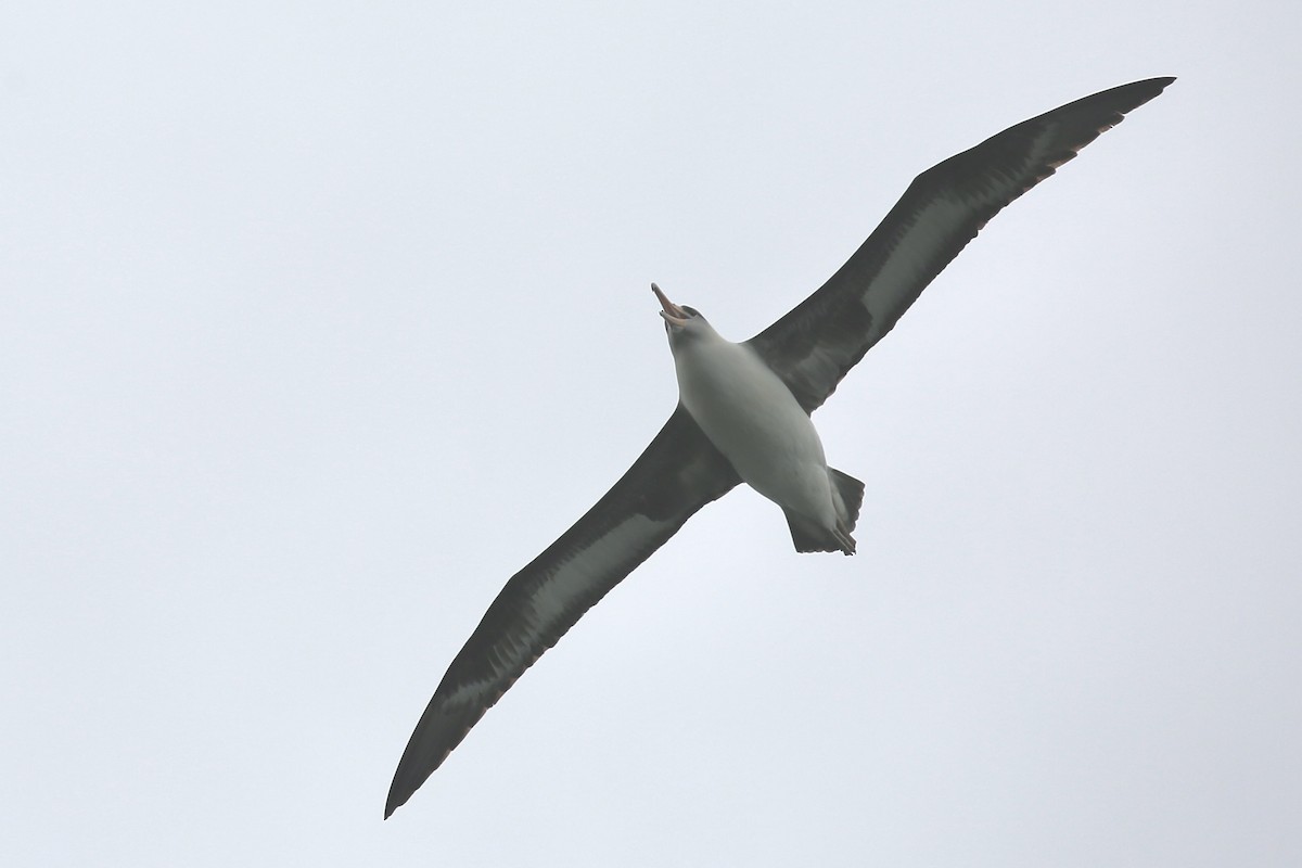 Laysan Albatross - ML617923310