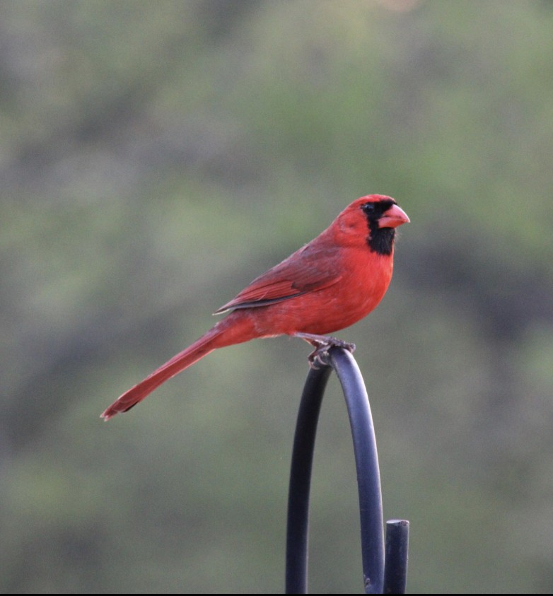 Northern Cardinal - SALLY HANCOCK