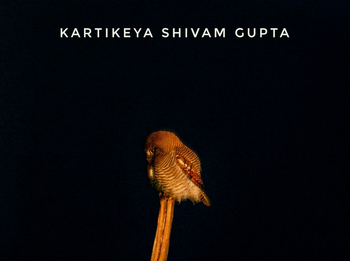 Jungle Owlet - Kartikeya Gupta