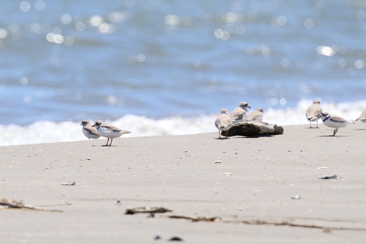 Piping Plover - ML617923331
