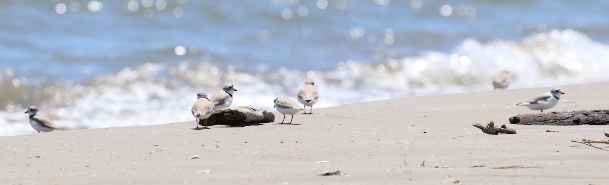 Piping Plover - ML617923335