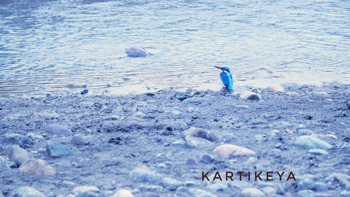 Common Kingfisher - Kartikeya Gupta