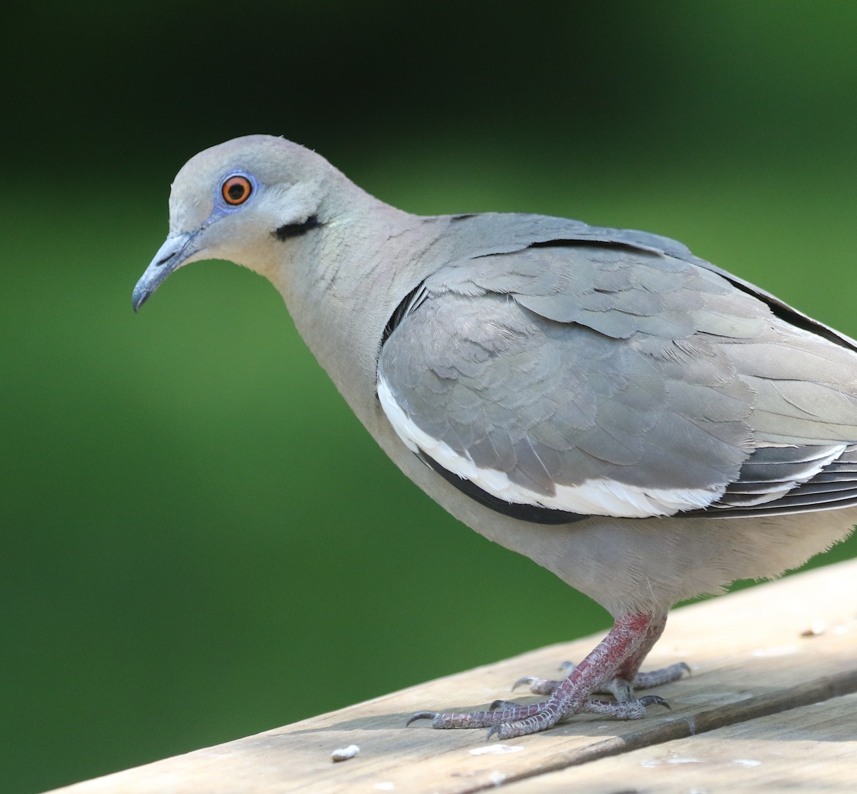 White-winged Dove - ML61792341