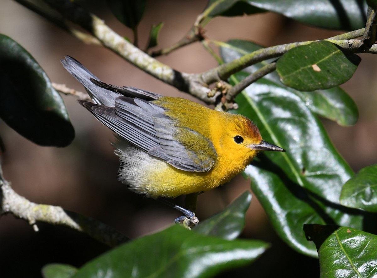 Prothonotary Warbler - ML617923435