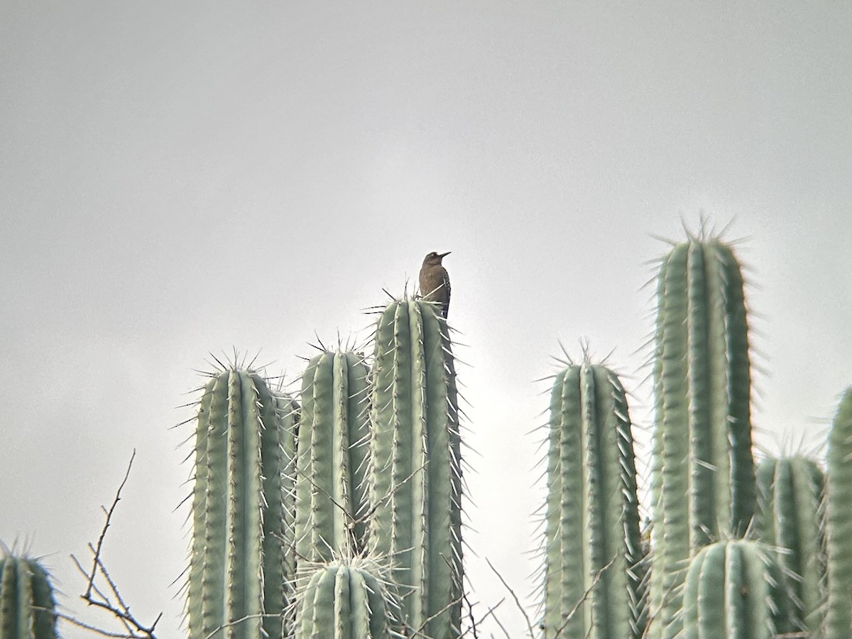 Gray-breasted Woodpecker - ML617923491