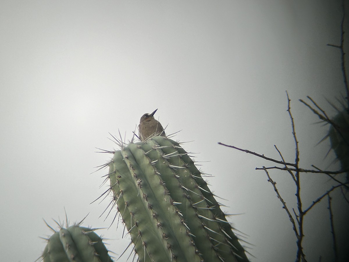 Gray-breasted Woodpecker - ML617923492