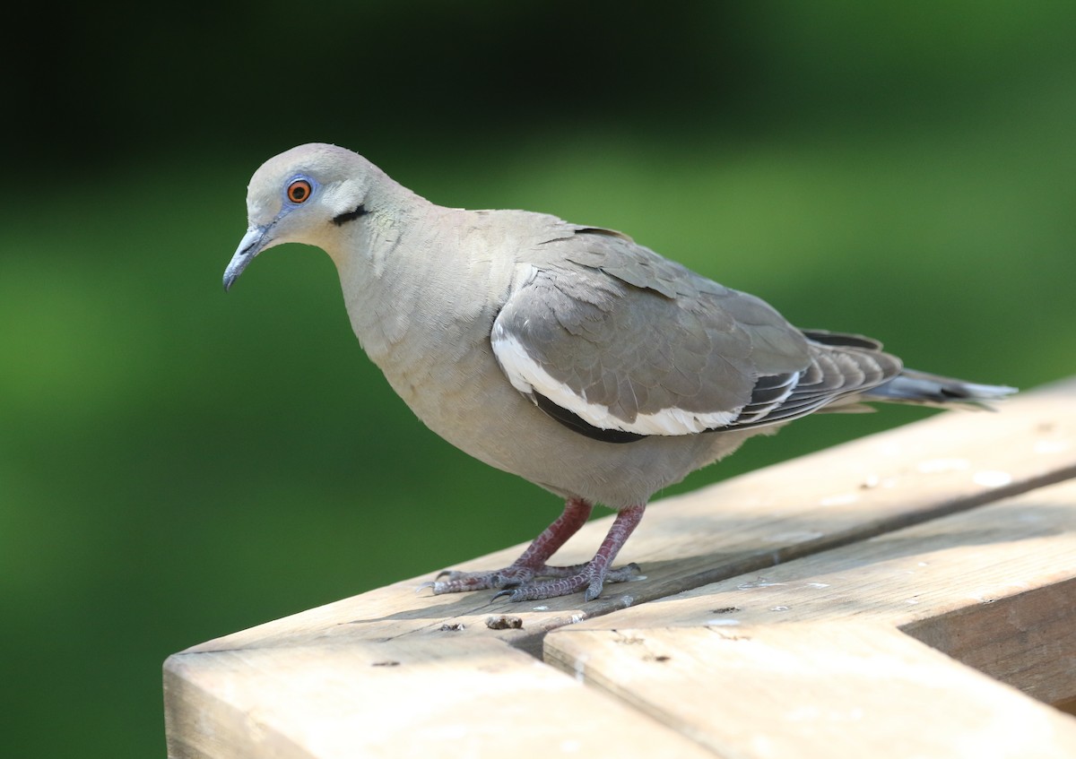 White-winged Dove - ML61792351
