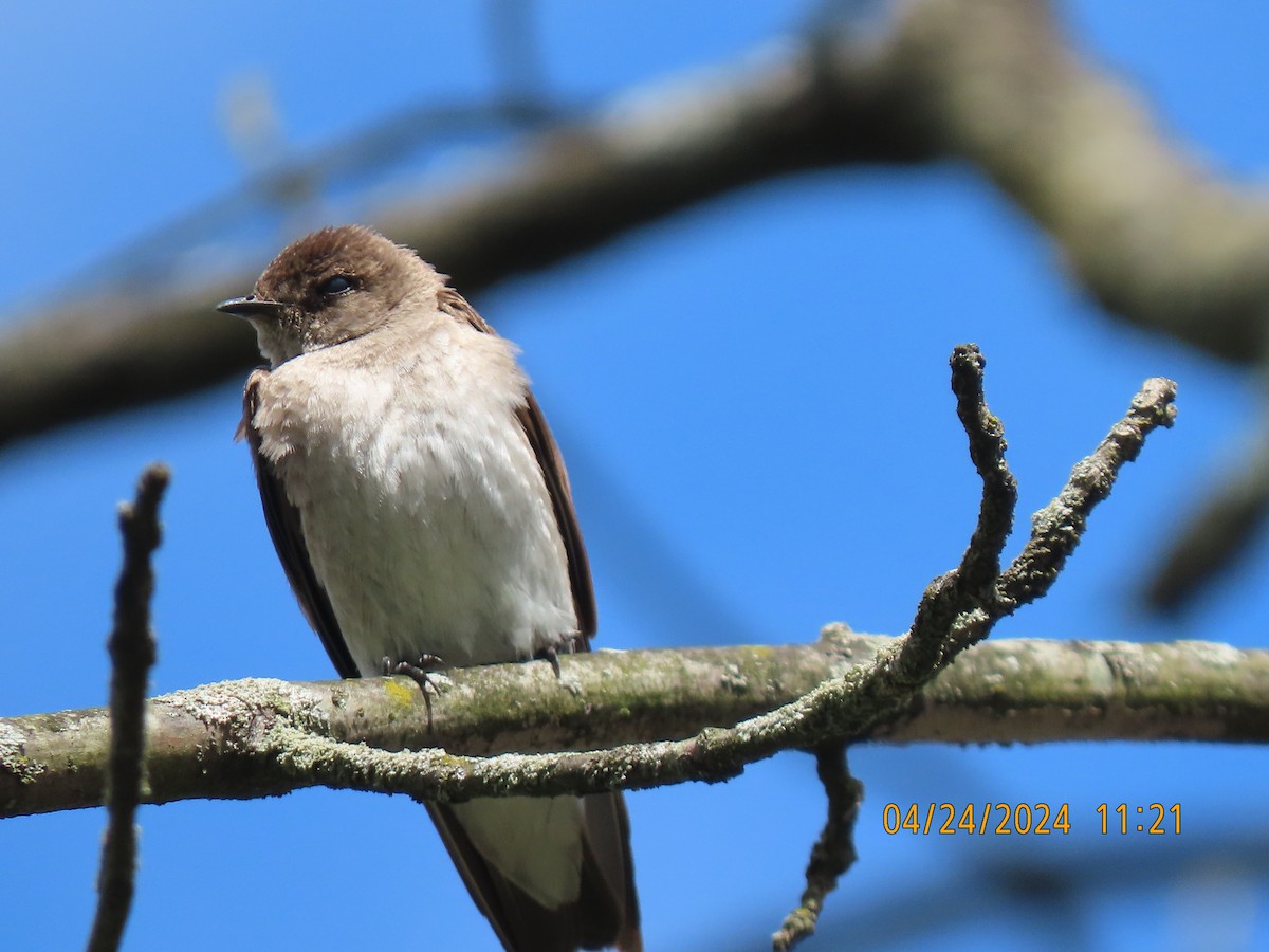 Northern Rough-winged Swallow - ML617923542