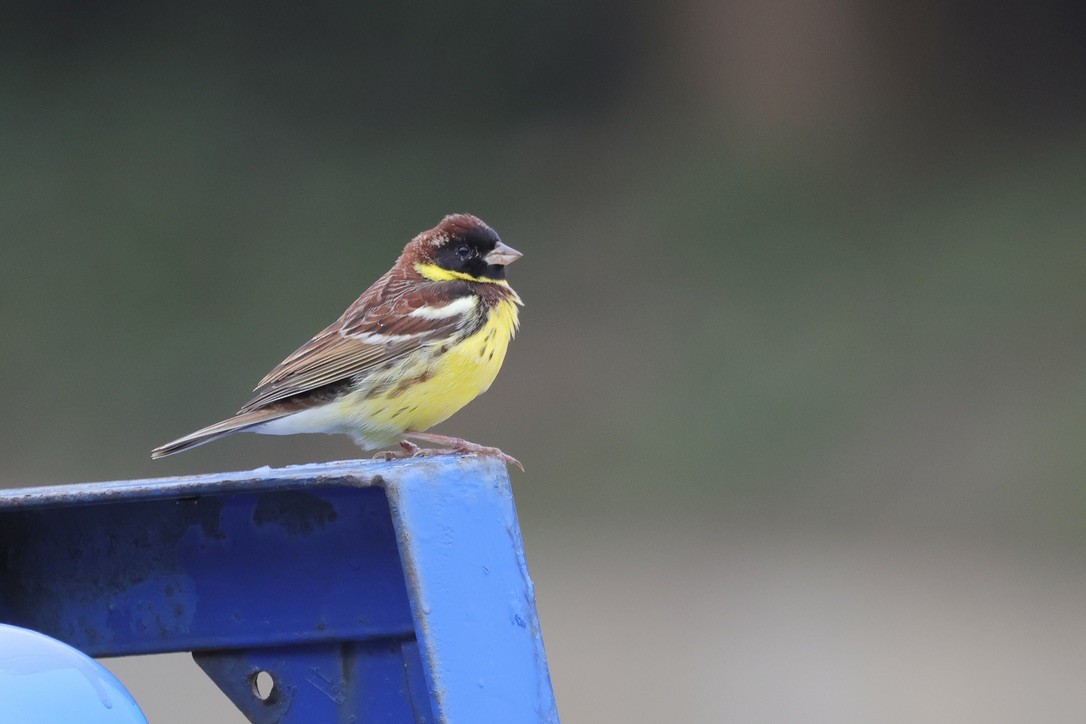 Yellow-breasted Bunting - ML617923548