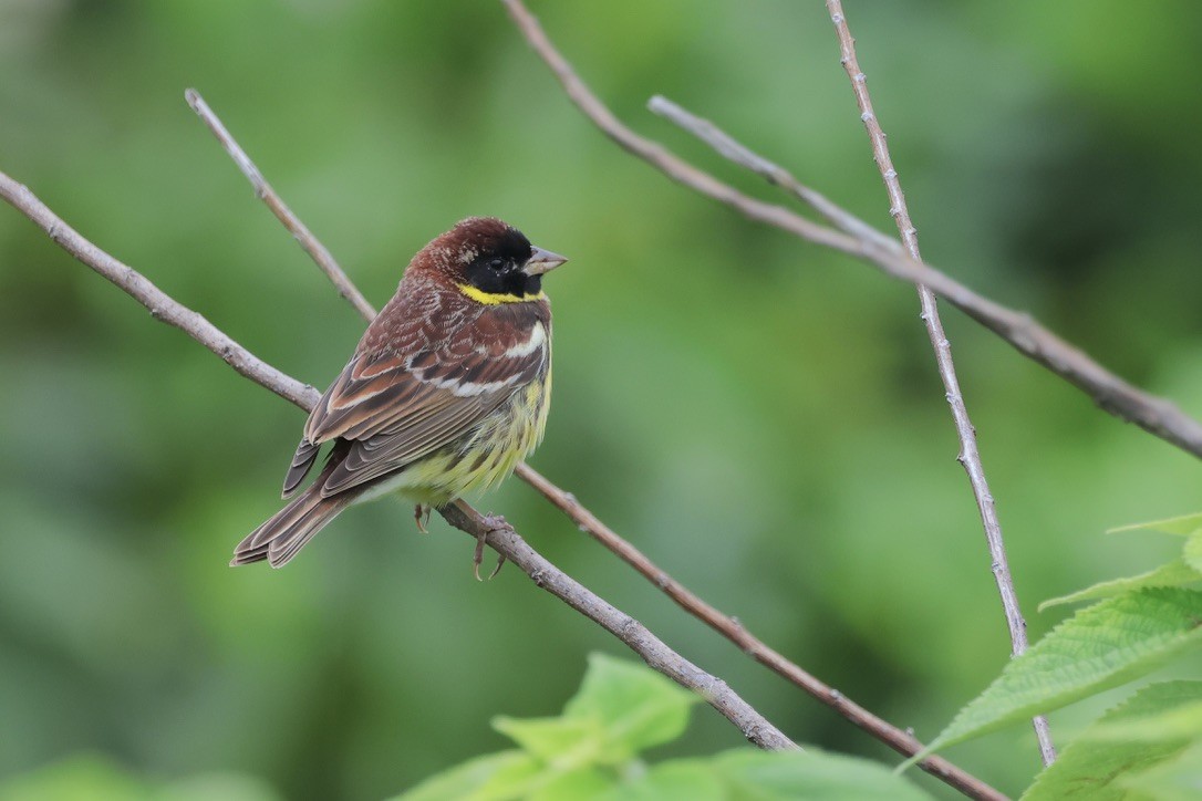 Yellow-breasted Bunting - ML617923553