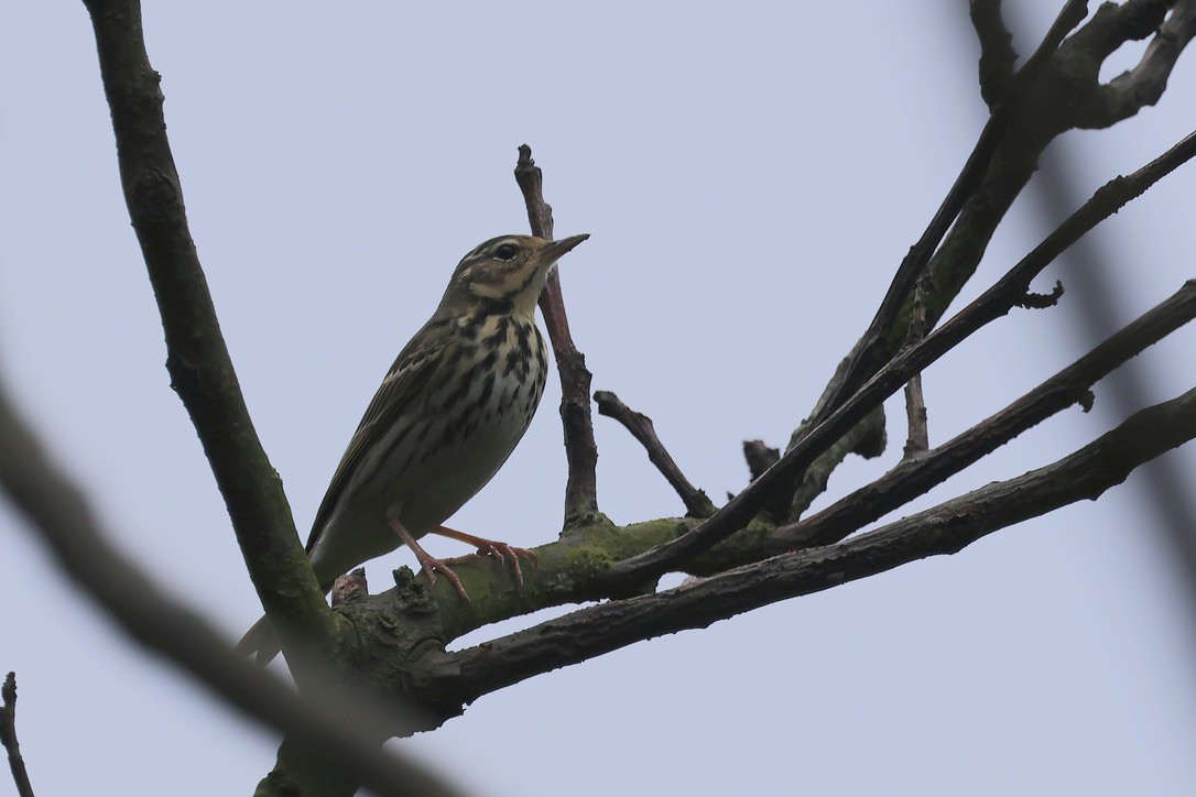 Olive-backed Pipit - ML617923564