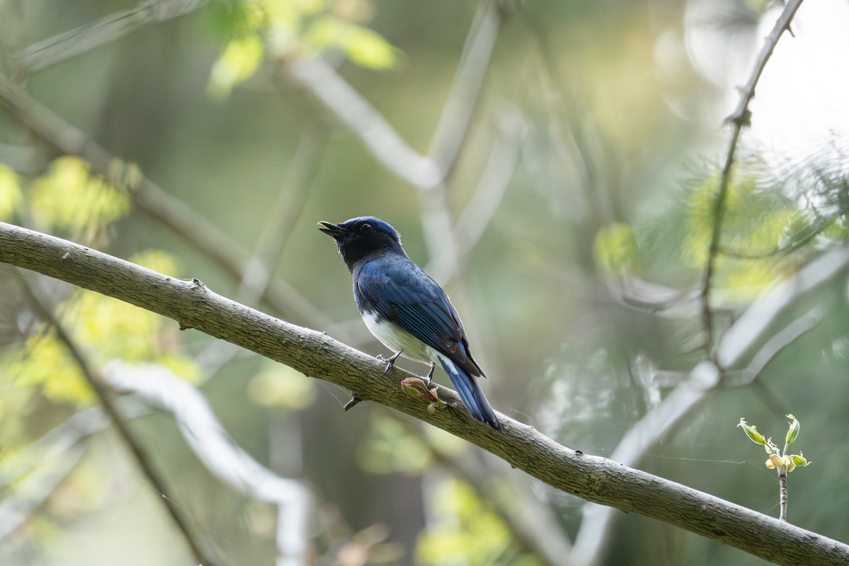 Blue-and-white Flycatcher - ML617923634
