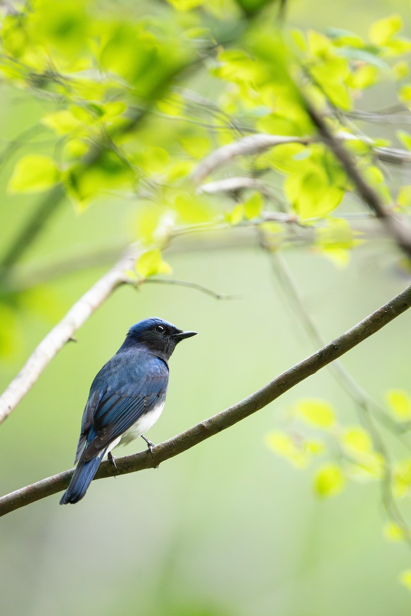 Blue-and-white Flycatcher - ML617923635