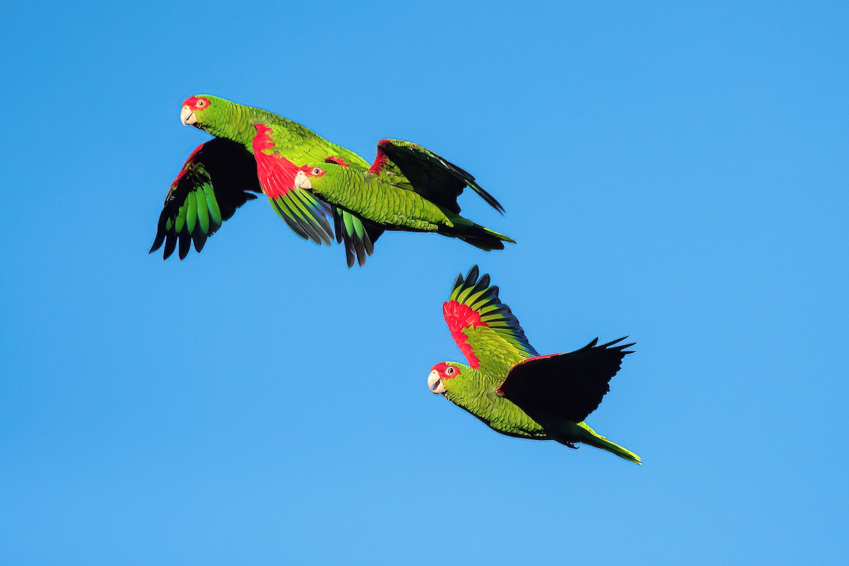 Red-spectacled Parrot - Raphael Kurz -  Aves do Sul