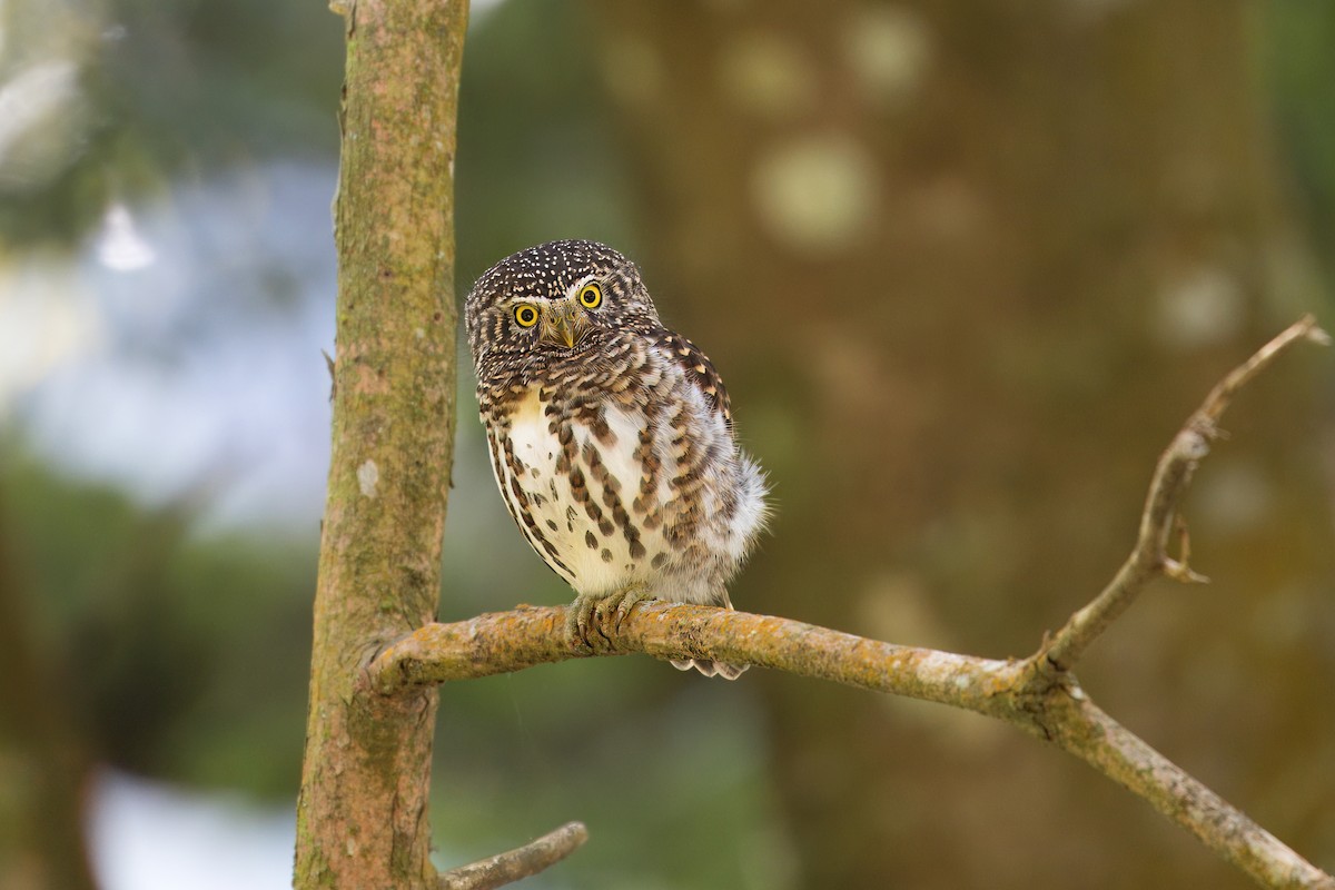 Collared Owlet - ML617923661