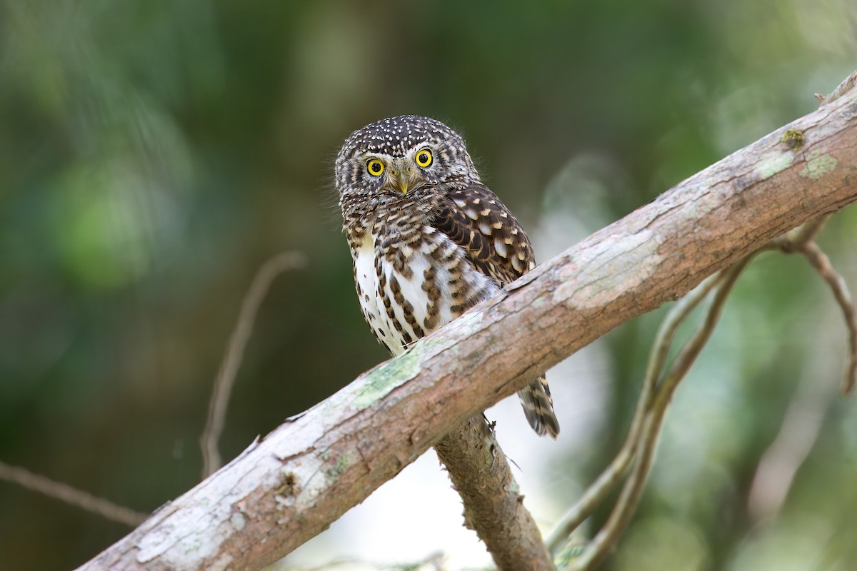 Collared Owlet - ML617923662