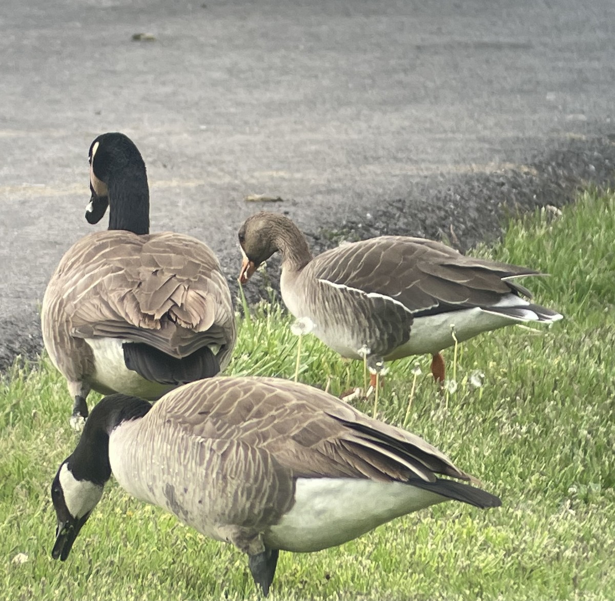 Greater White-fronted Goose - Keaton Schneeflock