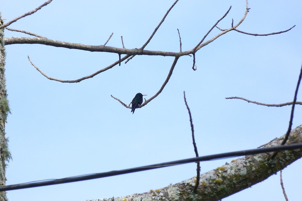 Steely-vented Hummingbird - ML617923688