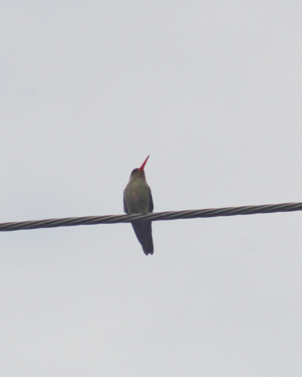 Gilded Hummingbird - ML617923755