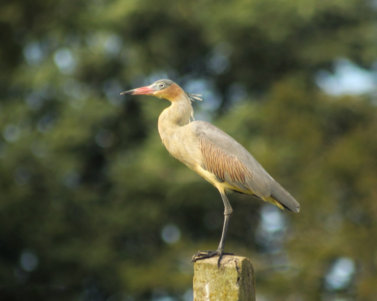 Whistling Heron - Guillermo Andreo