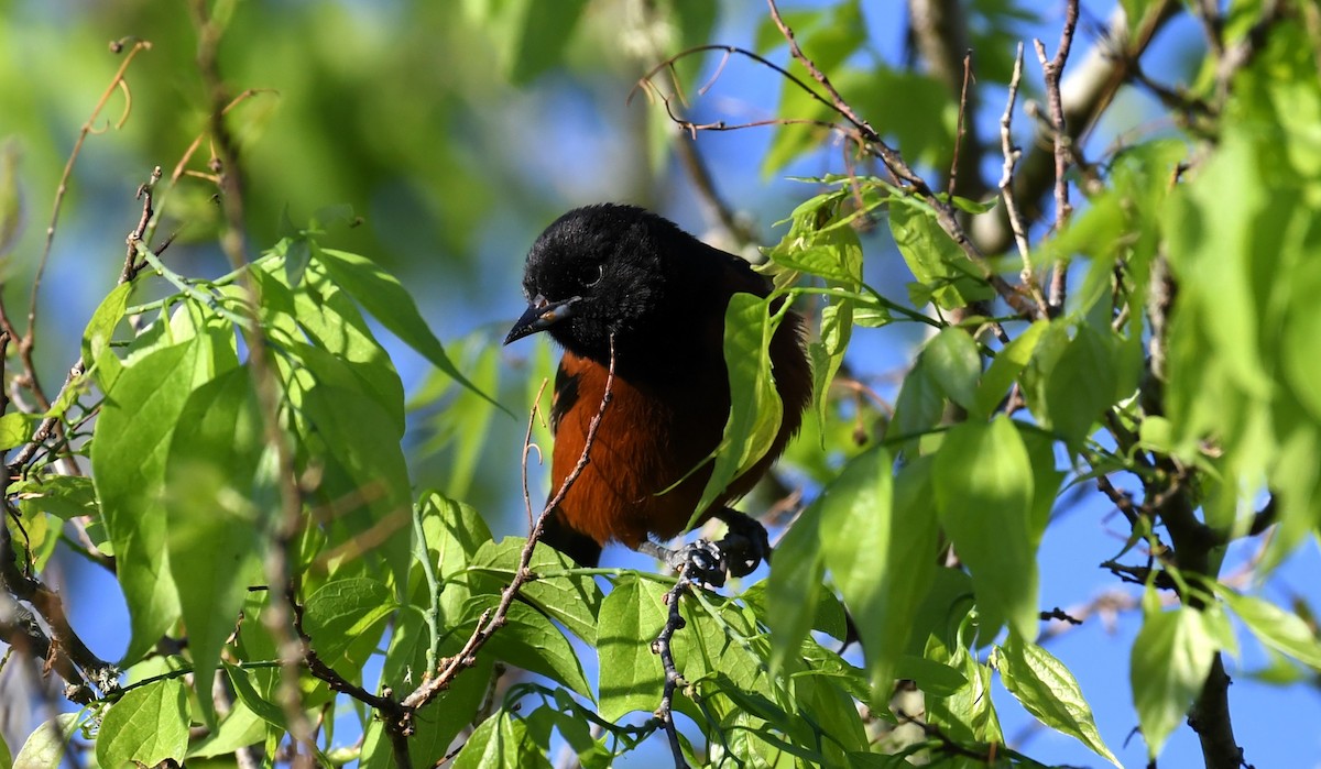 Orchard Oriole - ML617923787