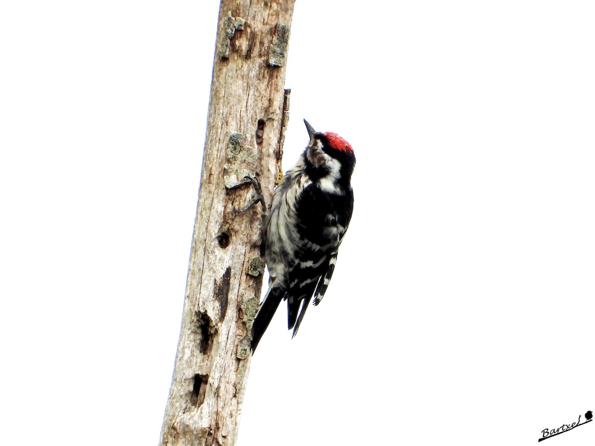 Lesser Spotted Woodpecker - ML617923793