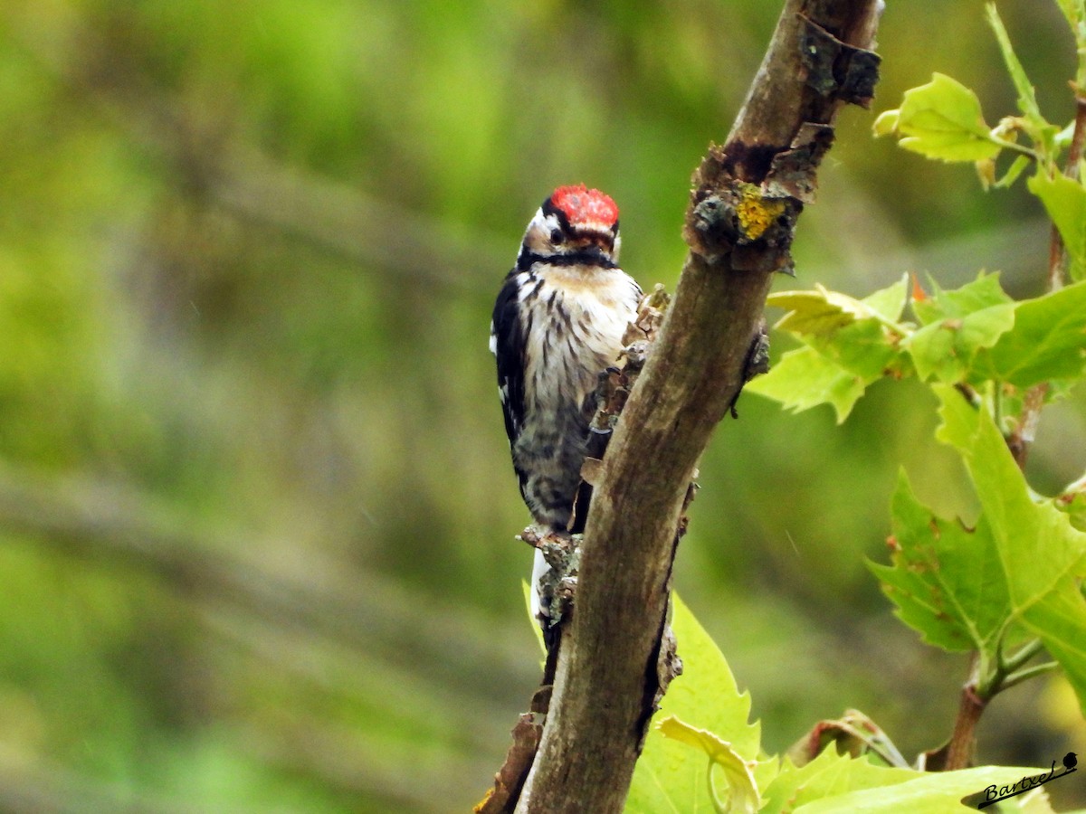 Lesser Spotted Woodpecker - ML617923795