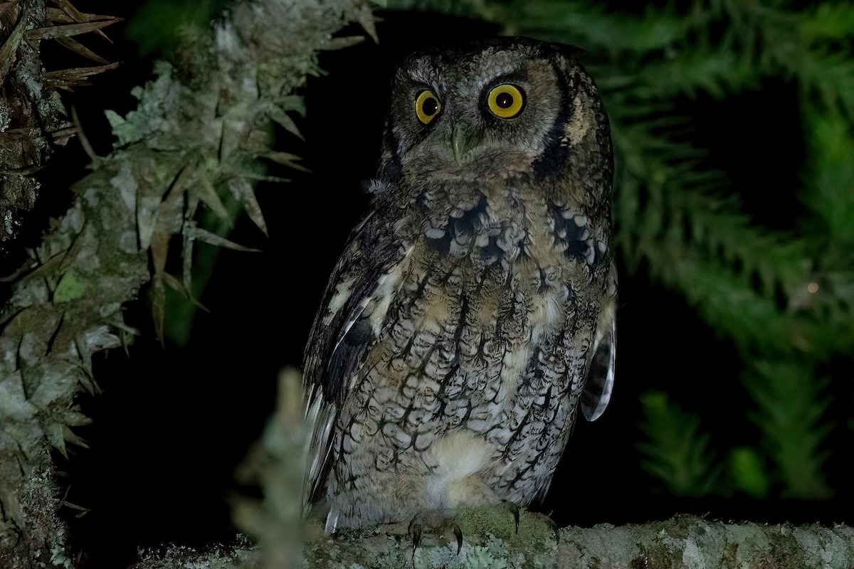 Long-tufted Screech-Owl - ML617923810