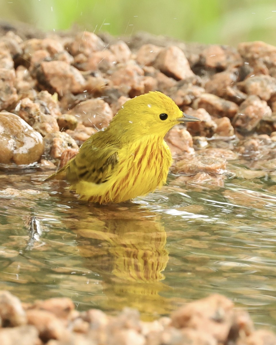 Yellow Warbler - Leighton Wier