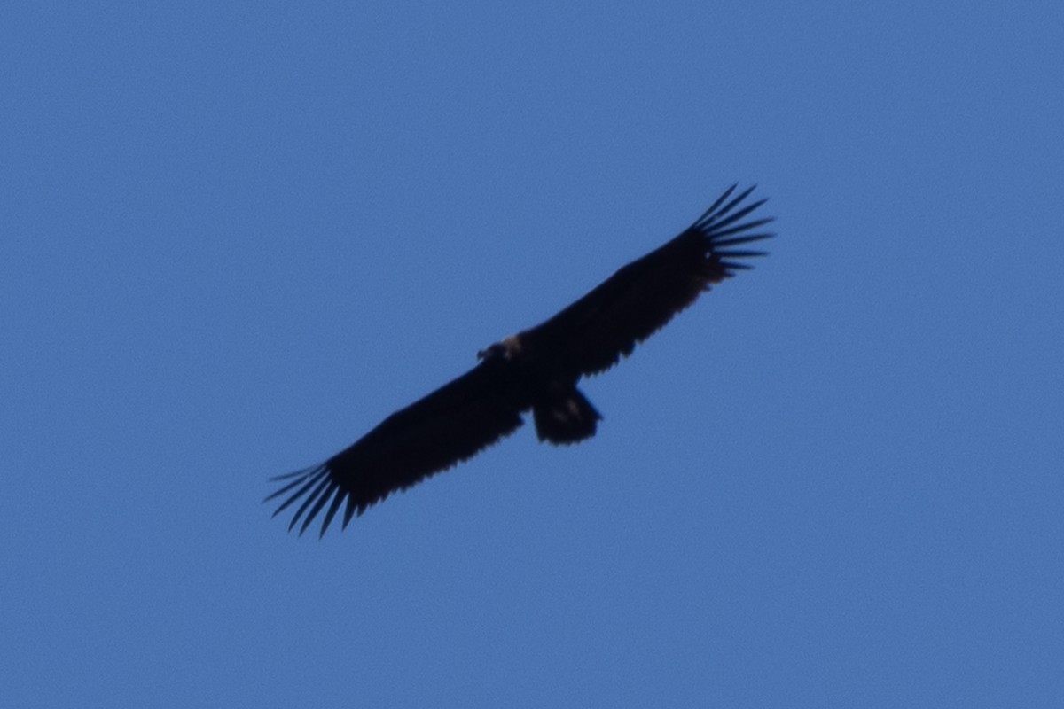 Cinereous Vulture - ML617923818
