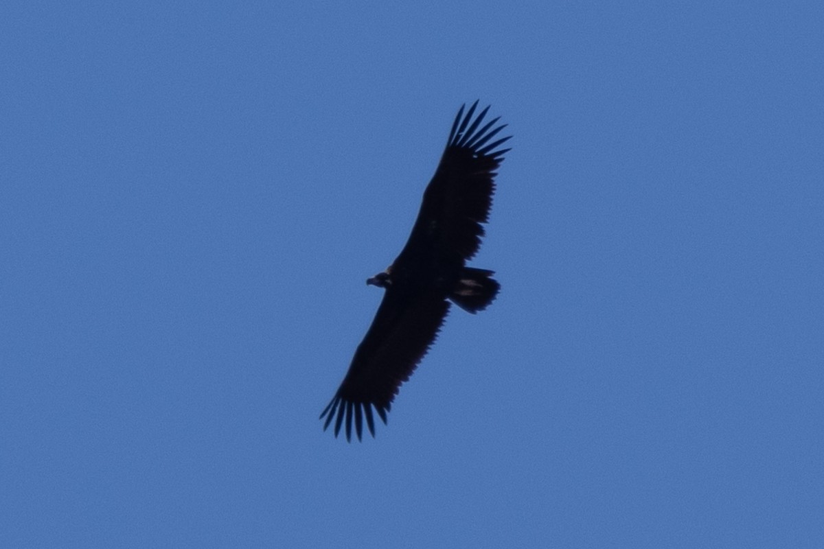 Cinereous Vulture - ML617923831