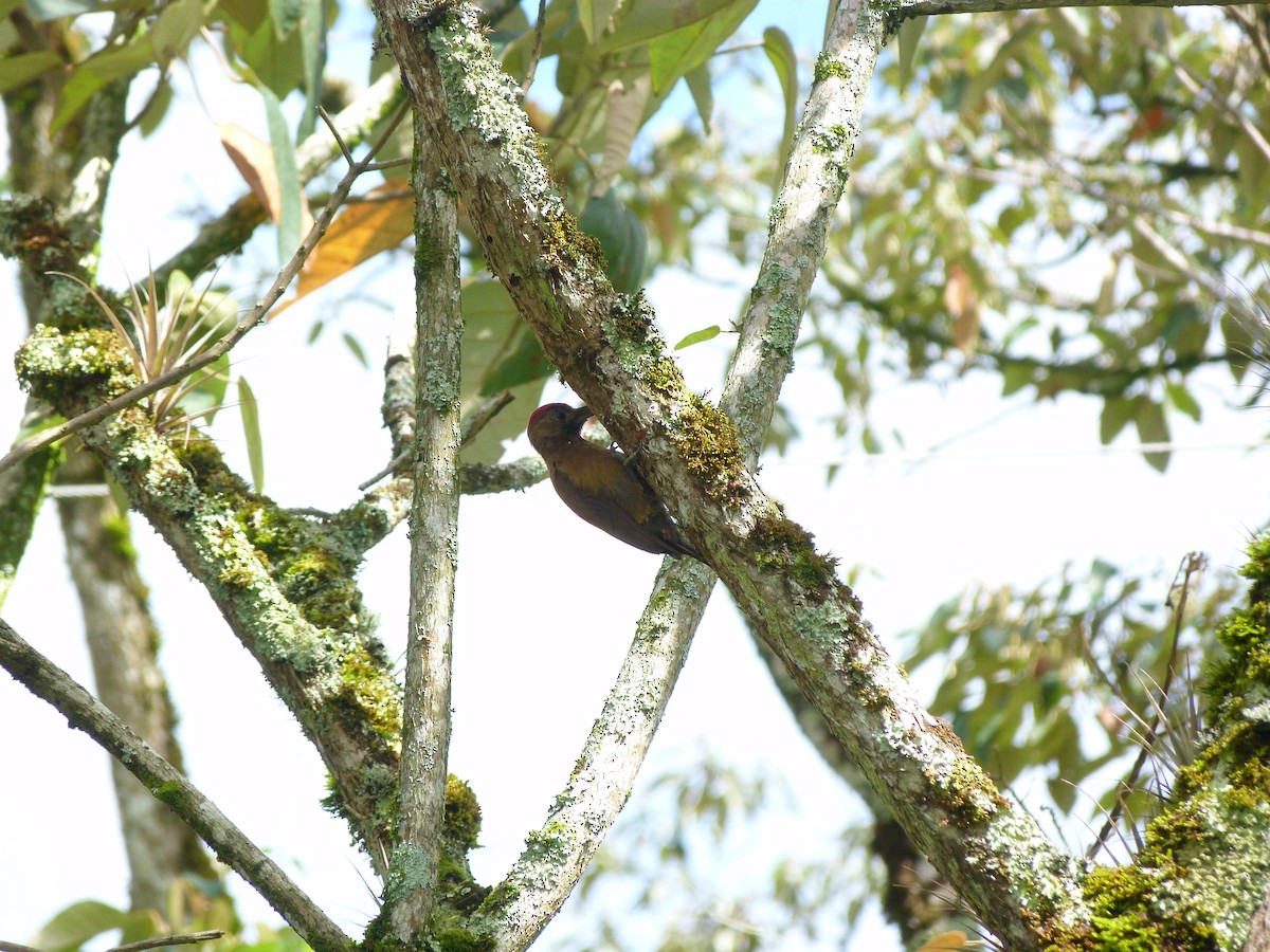 Smoky-brown Woodpecker - ML617923845