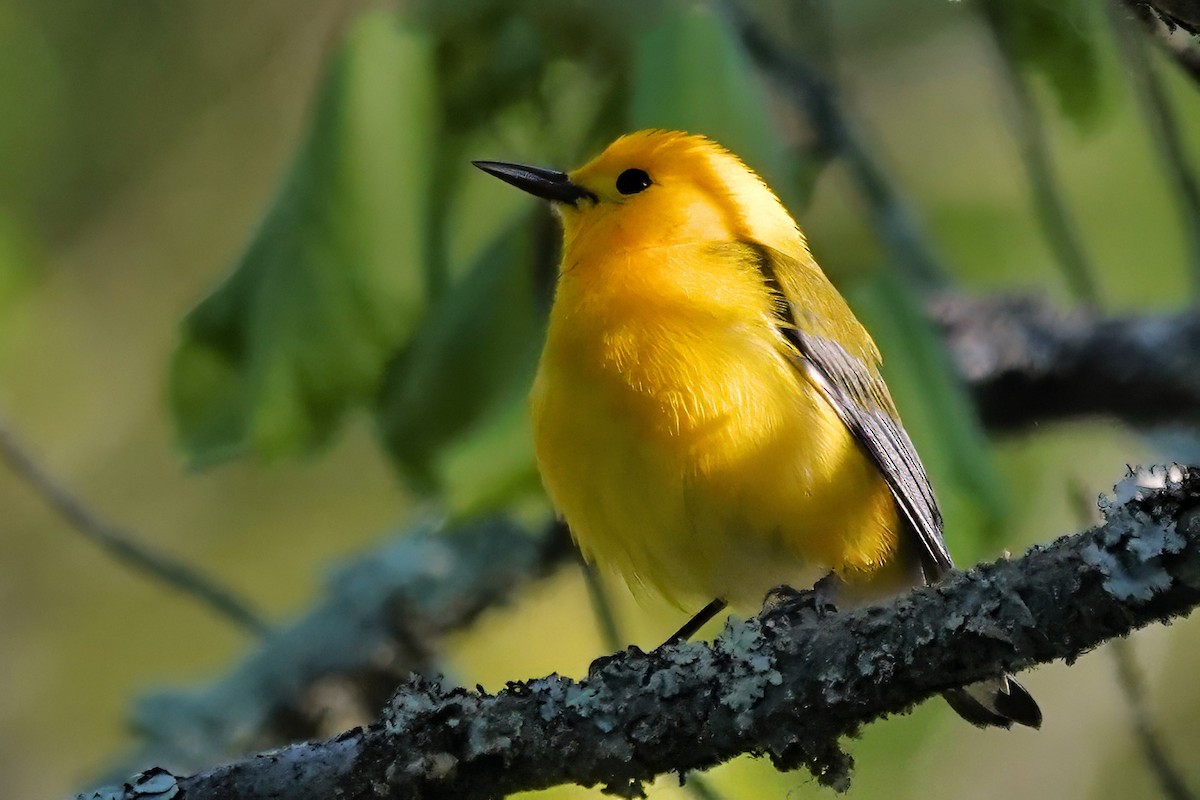 Prothonotary Warbler - ML617923848