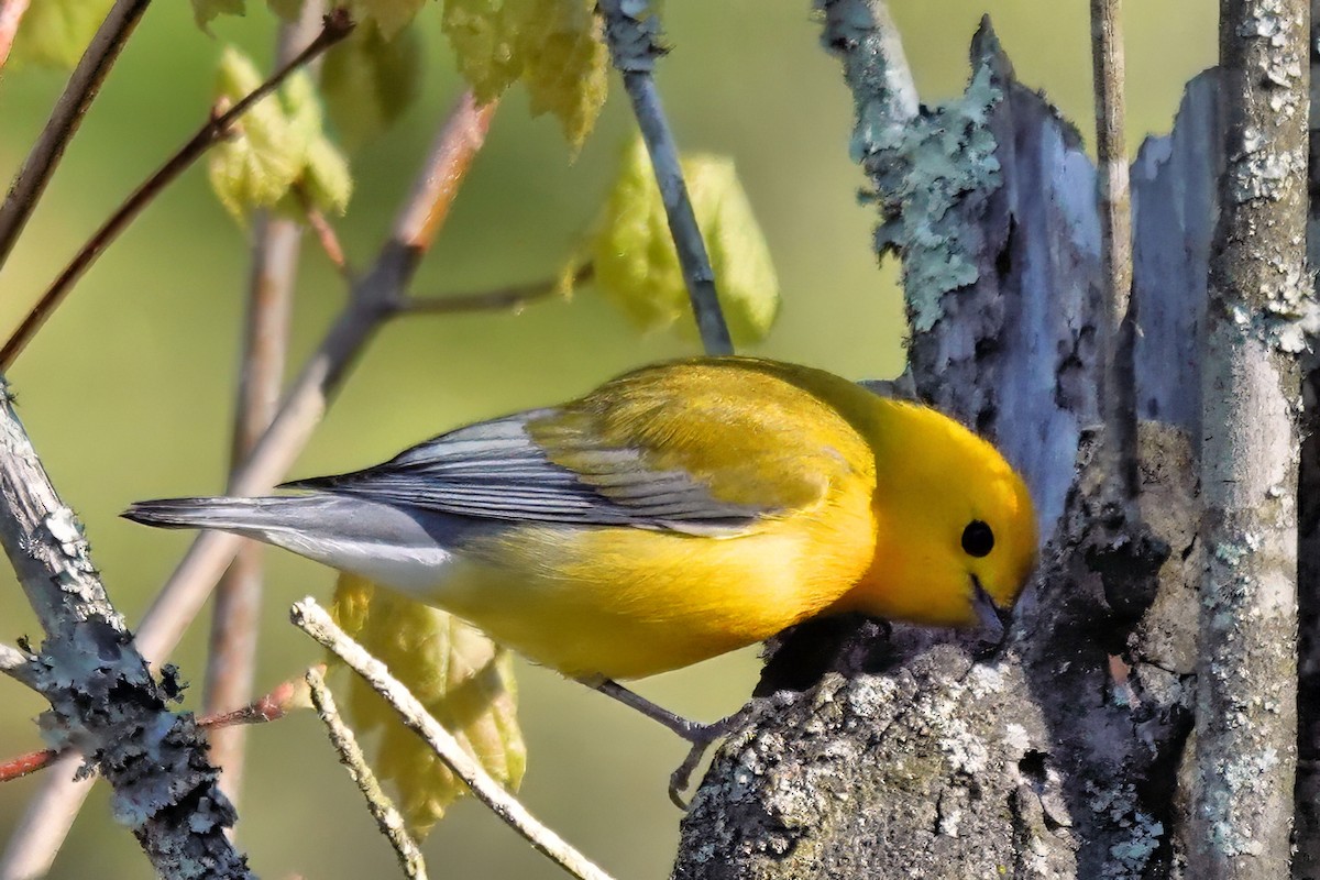 Prothonotary Warbler - ML617923849