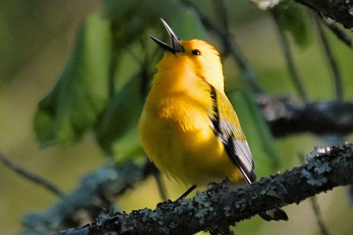 Prothonotary Warbler - ML617923850