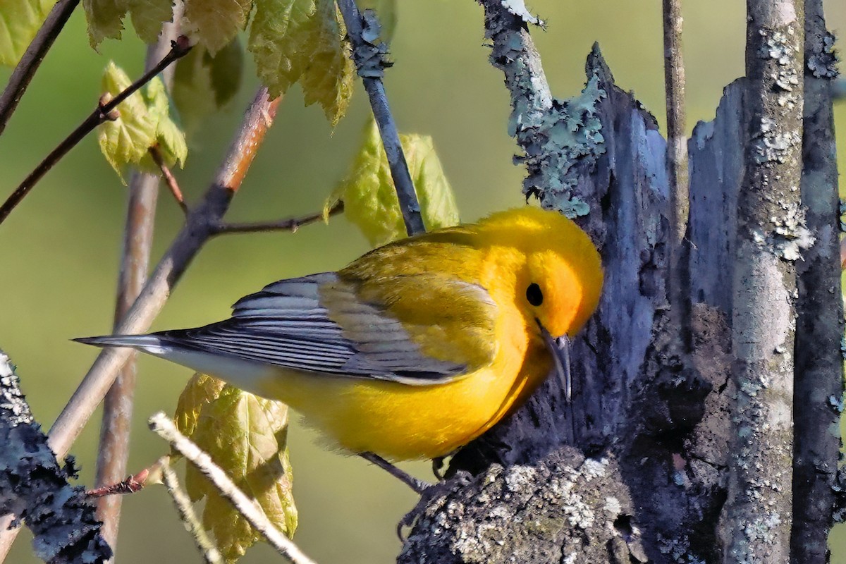 Prothonotary Warbler - ML617923851