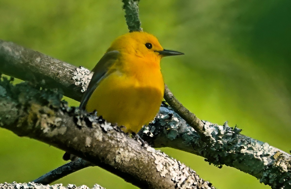 Prothonotary Warbler - ML617923852